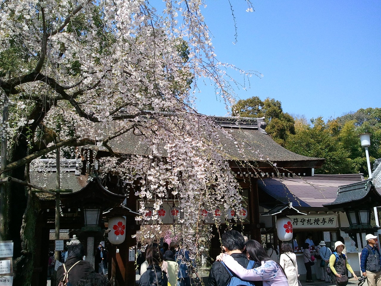 平野神社櫻花2