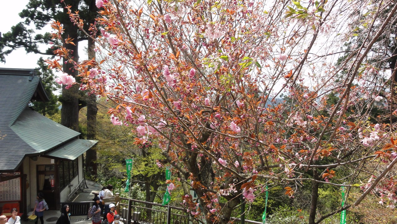 高尾山櫻花