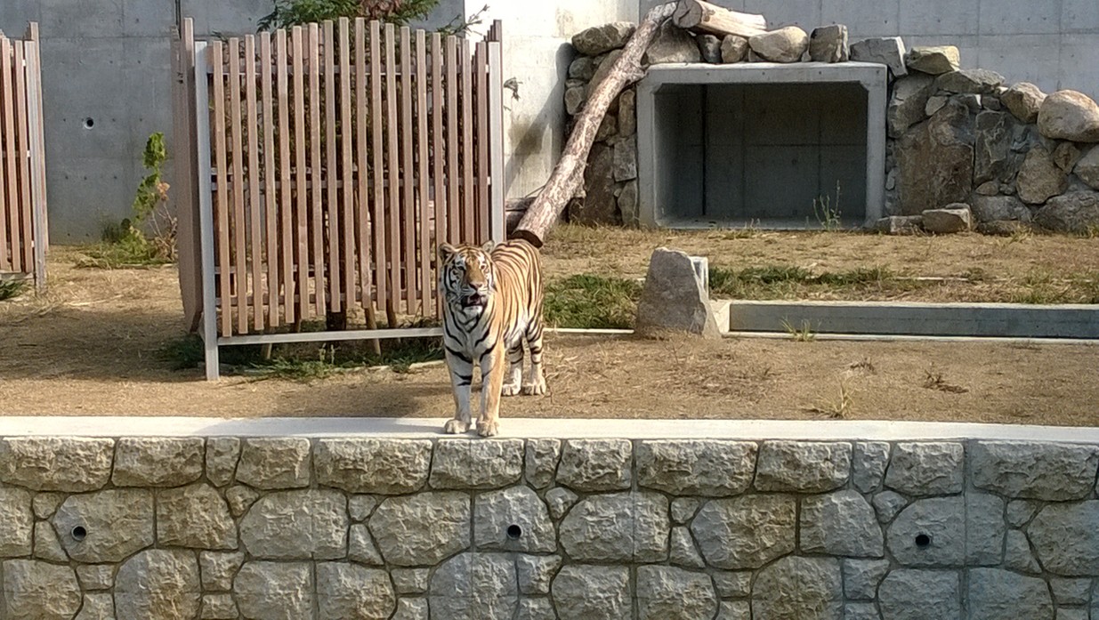 天王寺動物園老虎