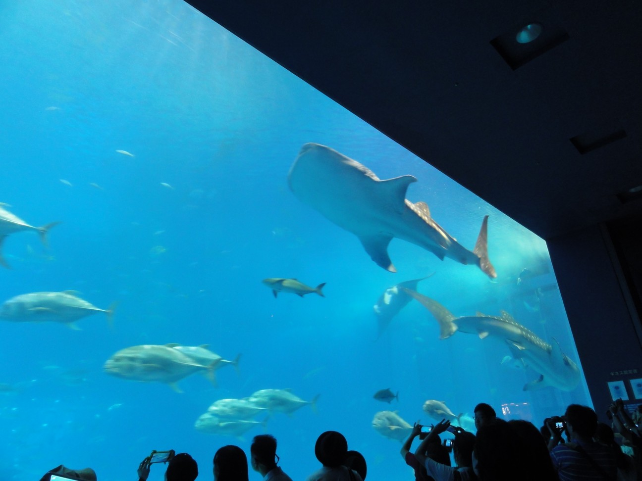 水族館看板魚類 - 鯨鯊
