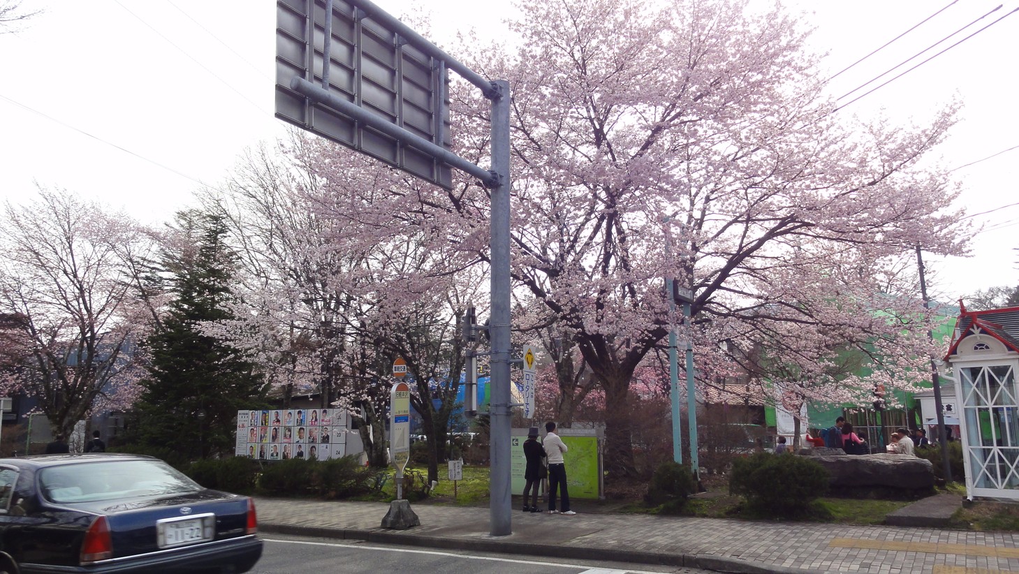 輕井澤街道的櫻花